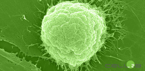 Cell2B
